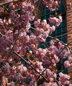Roots Plants Japanese Cherry Blossom Tree | Prunus Serrulata 'Kanzan'