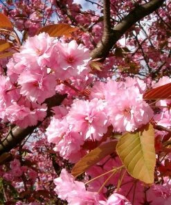 Roots Plants Japanese Cherry Blossom Tree | Prunus Serrulata 'Kanzan'