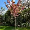 Roots Plants Japanese Cherry Blossom Tree | Prunus Serrulata 'Kanzan'