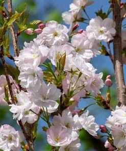 Roots Plants Trees & Shrubs Flagpole' Cherry Blossom Tree | Prunus Amanogowa