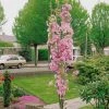 Roots Plants Trees & Shrubs Flagpole' Cherry Blossom Tree | Prunus Amanogowa