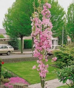 Roots Plants Sales Shop 7 Roots Plants Trees & Shrubs Flagpole' Cherry Blossom Tree | Prunus Amanogowa
