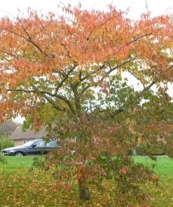 Roots Plants Trees & Shrubs Accolade Cherry Blossom Tree