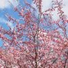 Roots Plants Trees & Shrubs Accolade Cherry Blossom Tree 2 Roots Plants Trees & Shrubs Accolade Cherry Blossom Tree