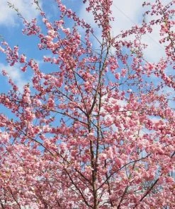 Roots Plants Trees & Shrubs Accolade Cherry Blossom Tree