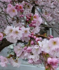 Roots Plants Trees & Shrubs Accolade Cherry Blossom Tree