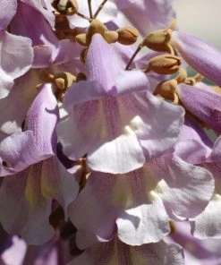 Roots Plants Foxglove Tree | Paulownia Tomentosa