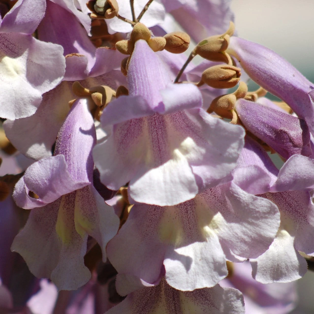 Roots Plants Foxglove Tree | Paulownia Tomentosa 4 Roots Plants Foxglove Tree | Paulownia Tomentosa