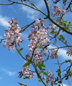 Roots Plants Foxglove Tree | Paulownia Tomentosa 10 Roots Plants Foxglove Tree | Paulownia Tomentosa