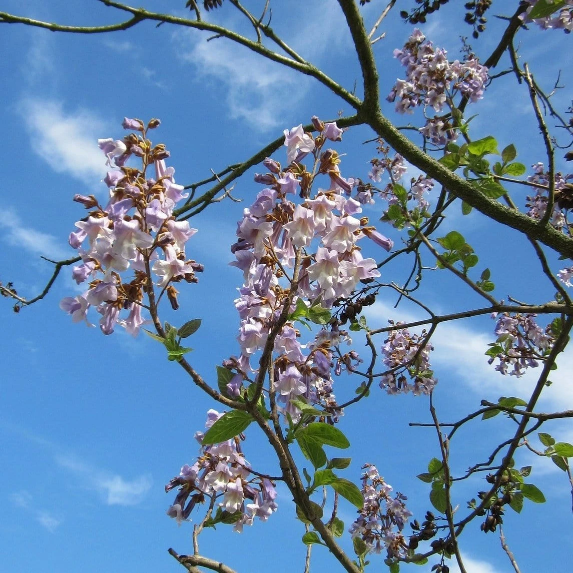 Roots Plants Foxglove Tree | Paulownia Tomentosa 5 Roots Plants Foxglove Tree | Paulownia Tomentosa