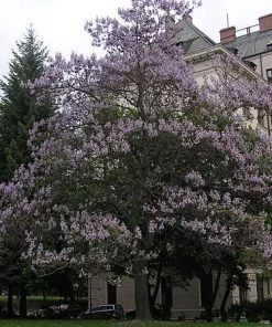 Roots Plants Foxglove Tree | Paulownia Tomentosa 12 Roots Plants Foxglove Tree | Paulownia Tomentosa