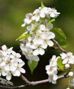 Roots Plants Trees & Shrubs Ornamental Pear Tree | Pyrus Chanticleer