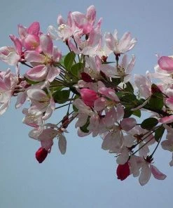 Roots Plants Sun Rival' Crabapple Tree