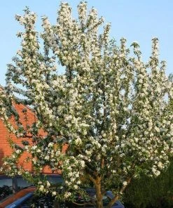 Roots Plants Trees & Shrubs John Downie Crabapple Tree