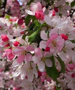 Roots Plants Japanese Crabapple Tree | Malus Floribunda