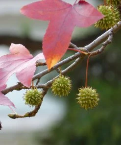 Roots Plants Sweetgum Tree | Liquidambar Styraciflua 'Worplesdon' 11 Roots Plants Sweetgum Tree | Liquidambar Styraciflua 'Worplesdon'