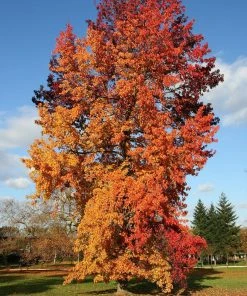 Roots Plants Trees & Shrubs Sweetgum Tree | Liquidambar Styraciflua