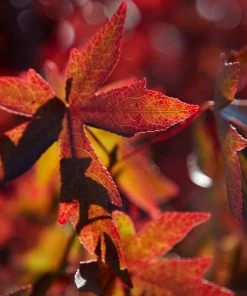 Roots Plants Trees & Shrubs Sweetgum Tree | Liquidambar Styraciflua