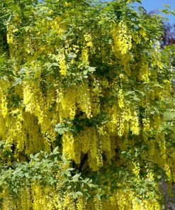 Roots Plants Golden Rain Tree | Laburnum Watereri'Vossii'