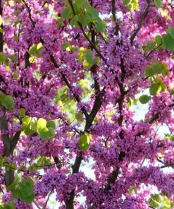 Roots Plants Judas Tree | Cercis Siliquastrum 8 Roots Plants Judas Tree | Cercis Siliquastrum