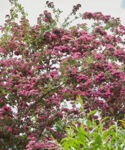 Roots Plants Judas Tree | Cercis Siliquastrum