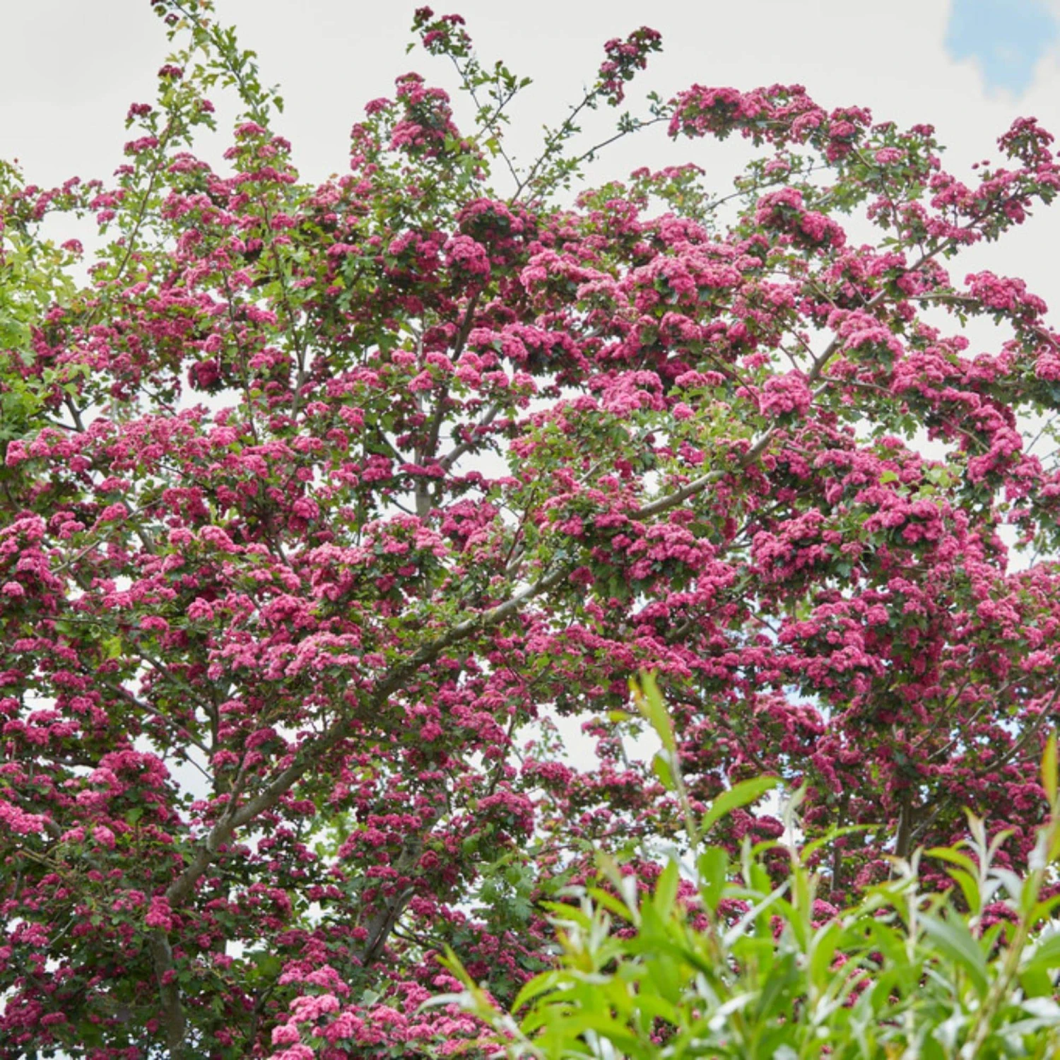 Roots Plants Judas Tree | Cercis Siliquastrum 4 Roots Plants Judas Tree | Cercis Siliquastrum