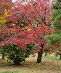Roots Plants Trees & Shrubs Japanese Katsura Tree | Cercidiphyllum Japonicum