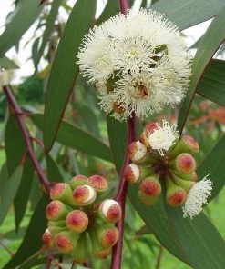 Roots Plants Snow Gum Tree | Eucalyptus Pauciflora 'Niphophila' Trees & Shrubs
