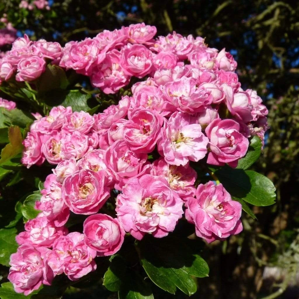 Roots Plants Red Hawthorn Tree | Crataegus Laevigata 'Paul's Scarlet' Trees & Shrubs 4 Roots Plants Red Hawthorn Tree | Crataegus Laevigata 'Paul's Scarlet' Trees & Shrubs