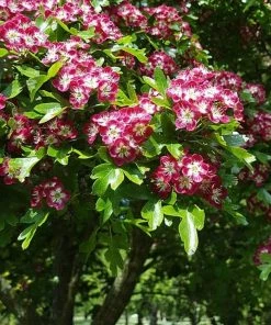 Roots Plants Red Hawthorn Tree | Crataegus Laevigata 'Paul's Scarlet' Trees & Shrubs 11 Roots Plants Red Hawthorn Tree | Crataegus Laevigata 'Paul's Scarlet' Trees & Shrubs