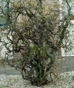 Roots Plants Corkscrew Hazel | Corylus Avellana 'Contorta'