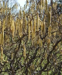 Roots Plants Corkscrew Hazel | Corylus Avellana 'Contorta'