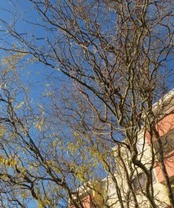 Roots Plants Trees & Shrubs Corkscrew Willow | Salix Matsudana 'Tortuosa' 11 Roots Plants Trees & Shrubs Corkscrew Willow | Salix Matsudana 'Tortuosa'