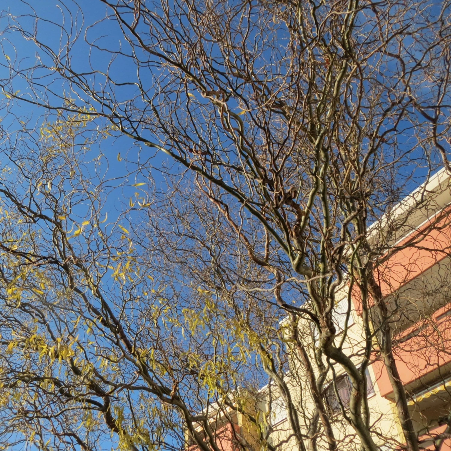 Roots Plants Trees & Shrubs Corkscrew Willow | Salix Matsudana 'Tortuosa' 6 Roots Plants Trees & Shrubs Corkscrew Willow | Salix Matsudana 'Tortuosa'