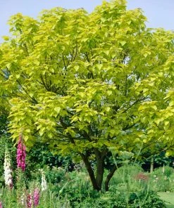 Roots Plants Indian Bean Tree | Catalpa Bignonioides 'Aurea' 13 Roots Plants Indian Bean Tree | Catalpa Bignonioides 'Aurea'
