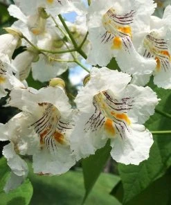 Roots Plants Indian Bean Tree | Catalpa Bignonioides 'Aurea' 11 Roots Plants Indian Bean Tree | Catalpa Bignonioides 'Aurea'