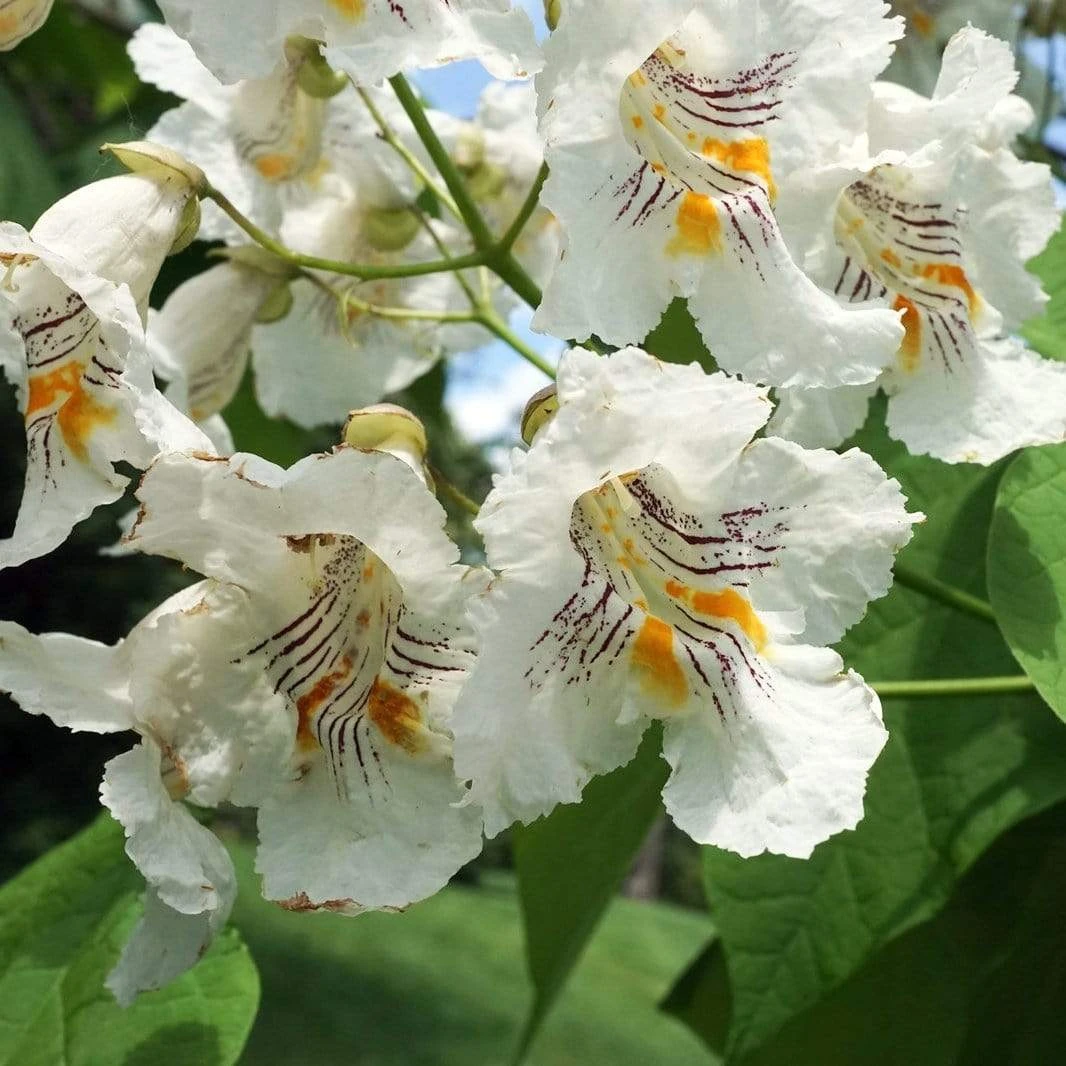 Roots Plants Indian Bean Tree | Catalpa Bignonioides 'Aurea' 5 Roots Plants Indian Bean Tree | Catalpa Bignonioides 'Aurea'