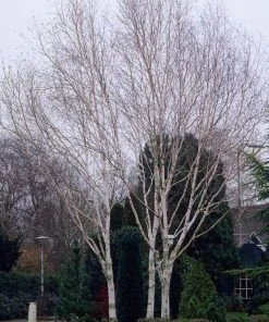 Roots Plants Himalayan Birch Tree | Betula Utilis Jacquemontii 9 Roots Plants Himalayan Birch Tree | Betula Utilis Jacquemontii