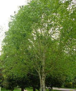 Roots Plants Himalayan Birch Tree | Betula Utilis Jacquemontii 10 Roots Plants Himalayan Birch Tree | Betula Utilis Jacquemontii