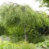 Roots Plants Weeping Silver Birch Tree | Betula Pendula Youngii