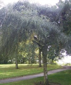Roots Plants Weeping Silver Birch Tree | Betula Pendula Youngii