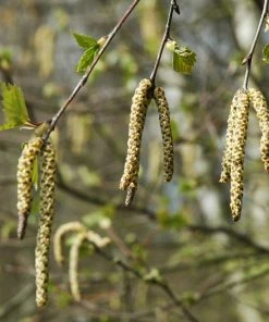 Roots Plants Silver Birch Tree | Betula Pendula Trees & Shrubs