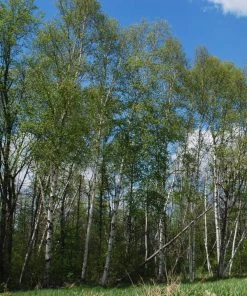 Roots Plants Paper Birch Tree | Betula Papyrifera Trees & Shrubs