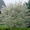 Roots Plants Trees & Shrubs Juneberry Tree | Amelanchier Lamarckii