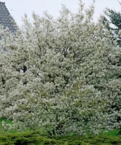 Roots Plants Trees & Shrubs Juneberry Tree | Amelanchier Lamarckii