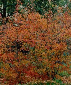 Roots Plants Trees & Shrubs Juneberry Tree | Amelanchier Lamarckii