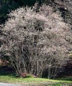 Roots Plants Trees & Shrubs Snowy Mespilus | Juneberry Tree | Amelanchier Canadensis