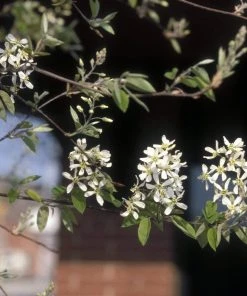 Roots Plants Trees & Shrubs Snowy Mespilus | Juneberry Tree | Amelanchier Canadensis