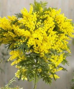 Roots Plants Sales Shop 5 Roots Plants Trees & Shrubs Golden Mimosa Tree | Acacia Dealbata