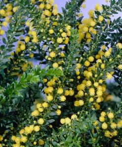 Roots Plants Trees & Shrubs Golden Mimosa Tree | Acacia Dealbata